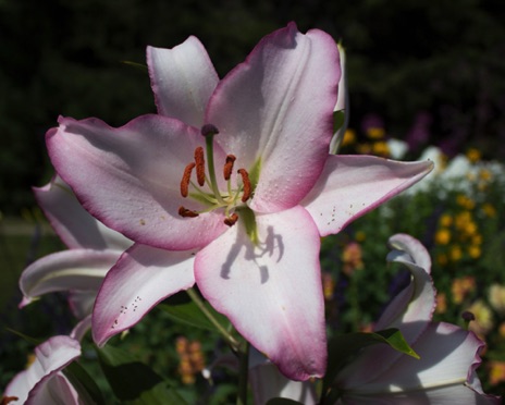 Pink Lily - NHP78